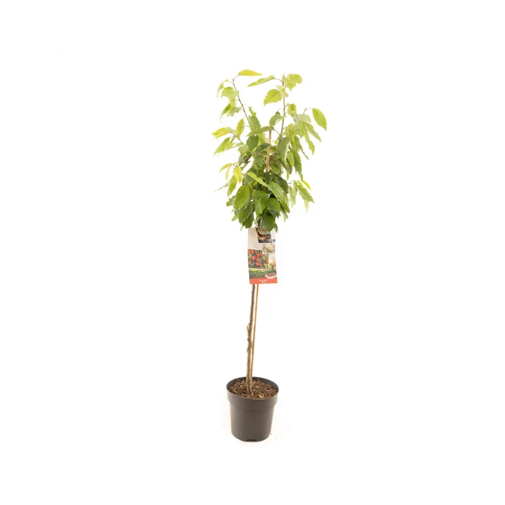 Rode zoete kers (Prunus avium Stella halfstam) H 230 ø 27 cm