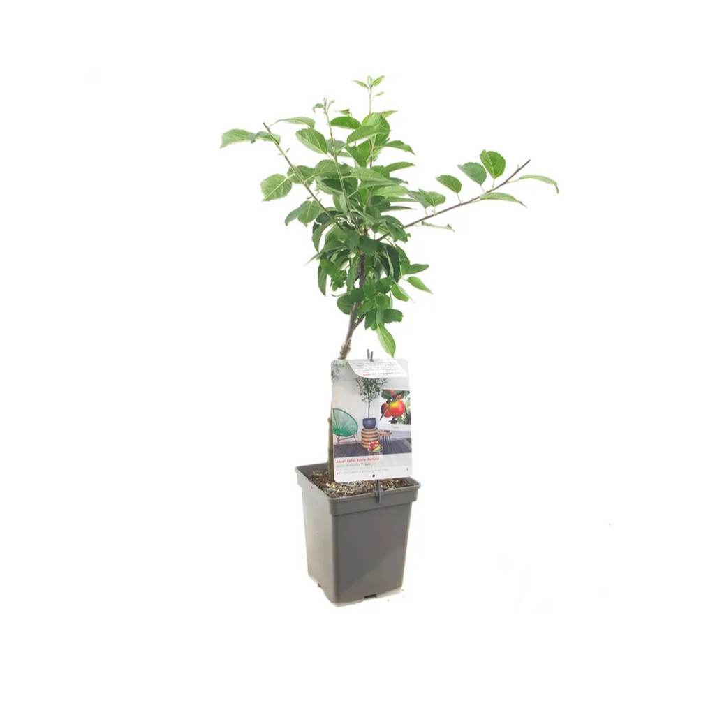 Handappel (Malus dom. Topaz Patio) H 90 ø 18 cm