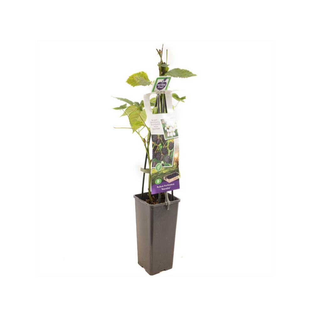Doornloze braam (Rubus fruticosus Navaho) H 60 ø 11 cm cm