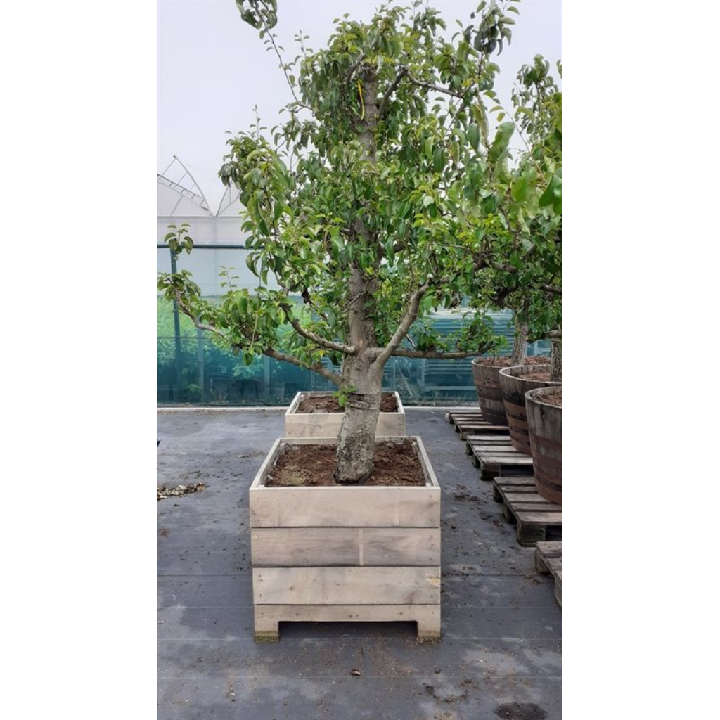 Pyrus communis Doyenné du Comice Kist 25 jaar H 250 ø 100 cm