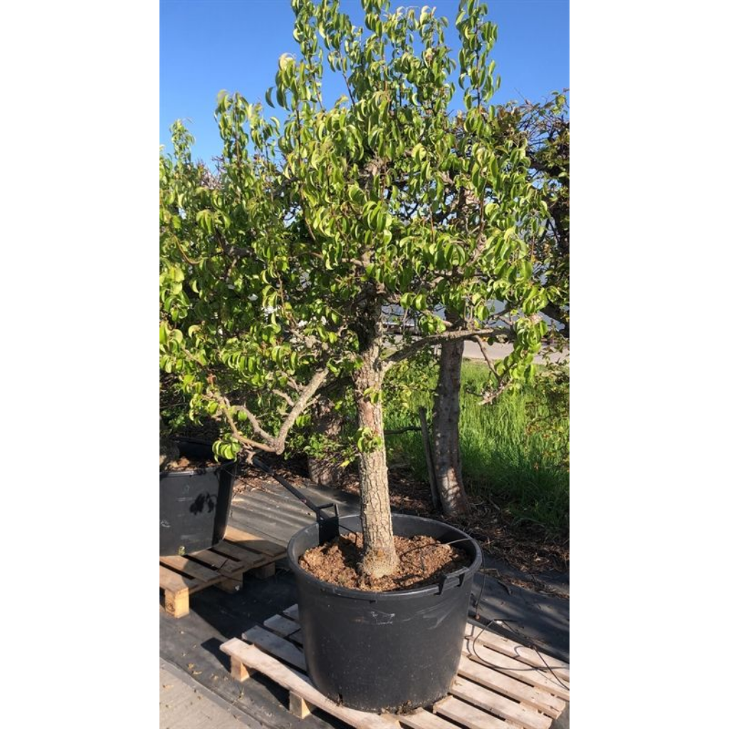 Sappige handpeer - 25 jaar (Pyrus comm. Beurré Alex. L. 25 jr) H 250 ø 90 cm