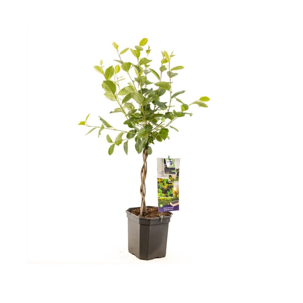 Appelbes met gevlochten stam (Aronia mel. Appelbes gevlochten sta) H 90 ø 24 cm