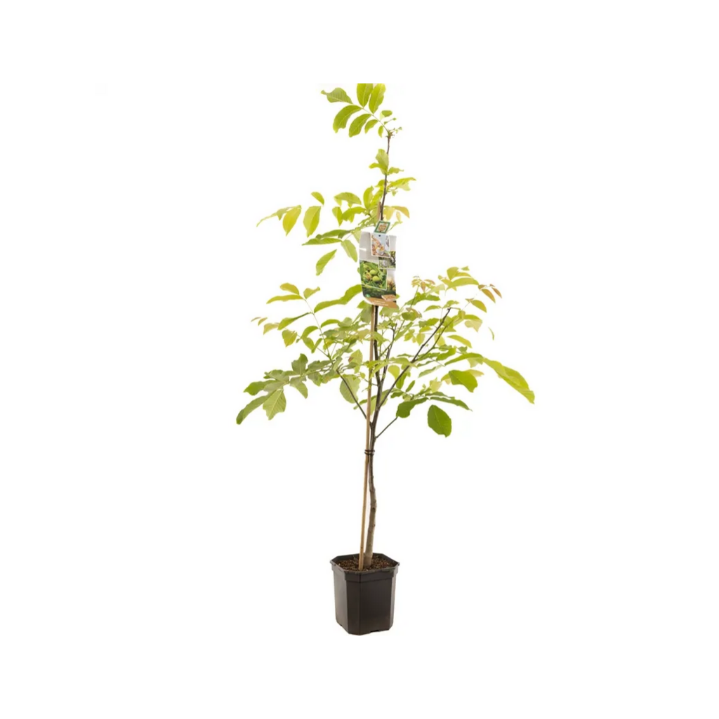 Onveredelde walnoot (Juglans regia vertakt (onveredeld)) H 200 ø 24 cm