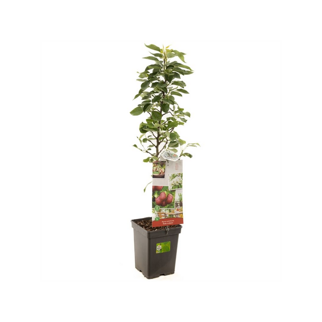 Zuilpeer (Pyrus comm. Rode zuilpeer) H 60 ø 18 cm