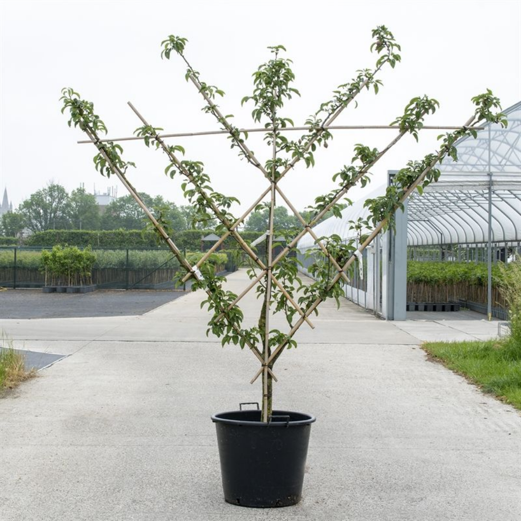 Peer - Waaier (Pyrus comm. Waaier) H 240 ø 45 cm