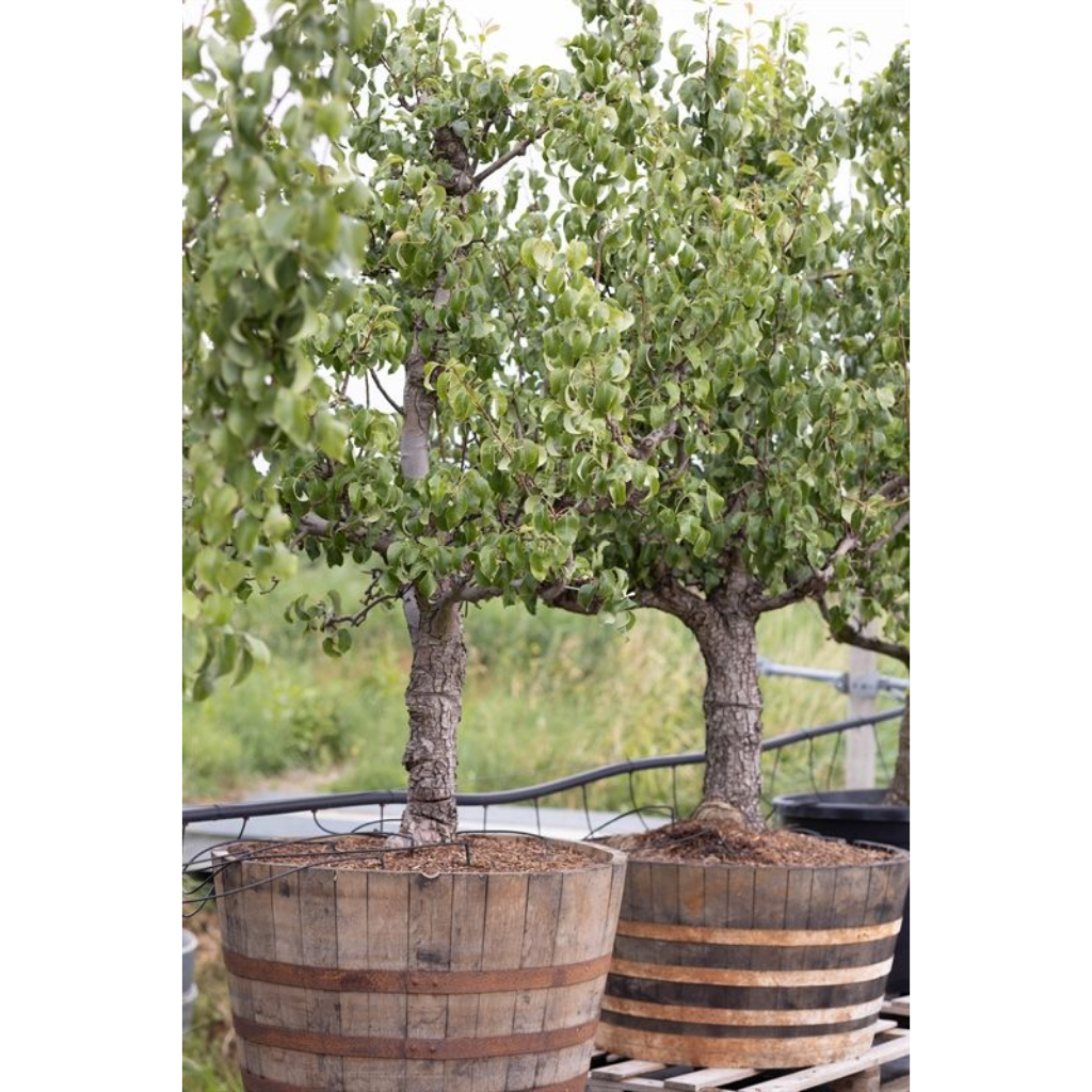 Pyrus communis Conference Wijnkist 25 jaar H 250 ø 90 cm