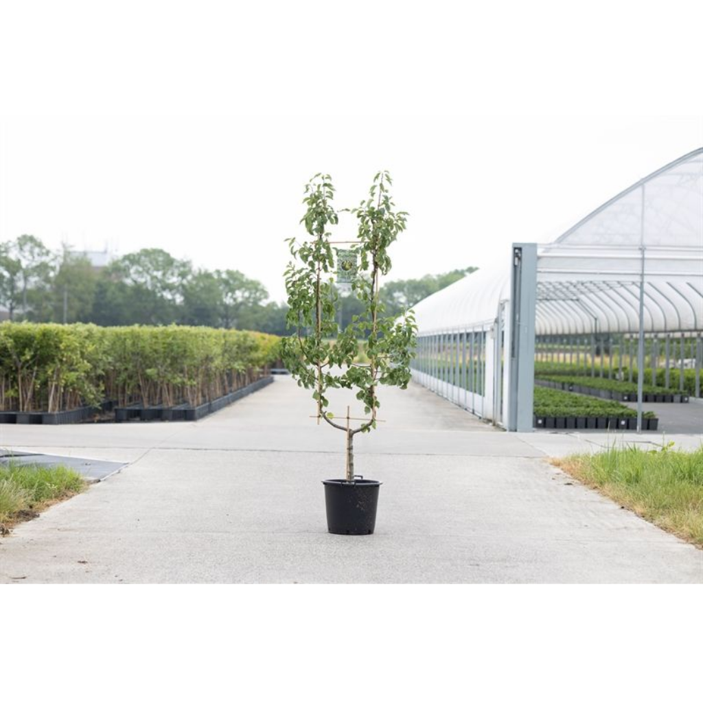 Peer (Pyrus comm. 2-arm) H 240 ø 45 cm