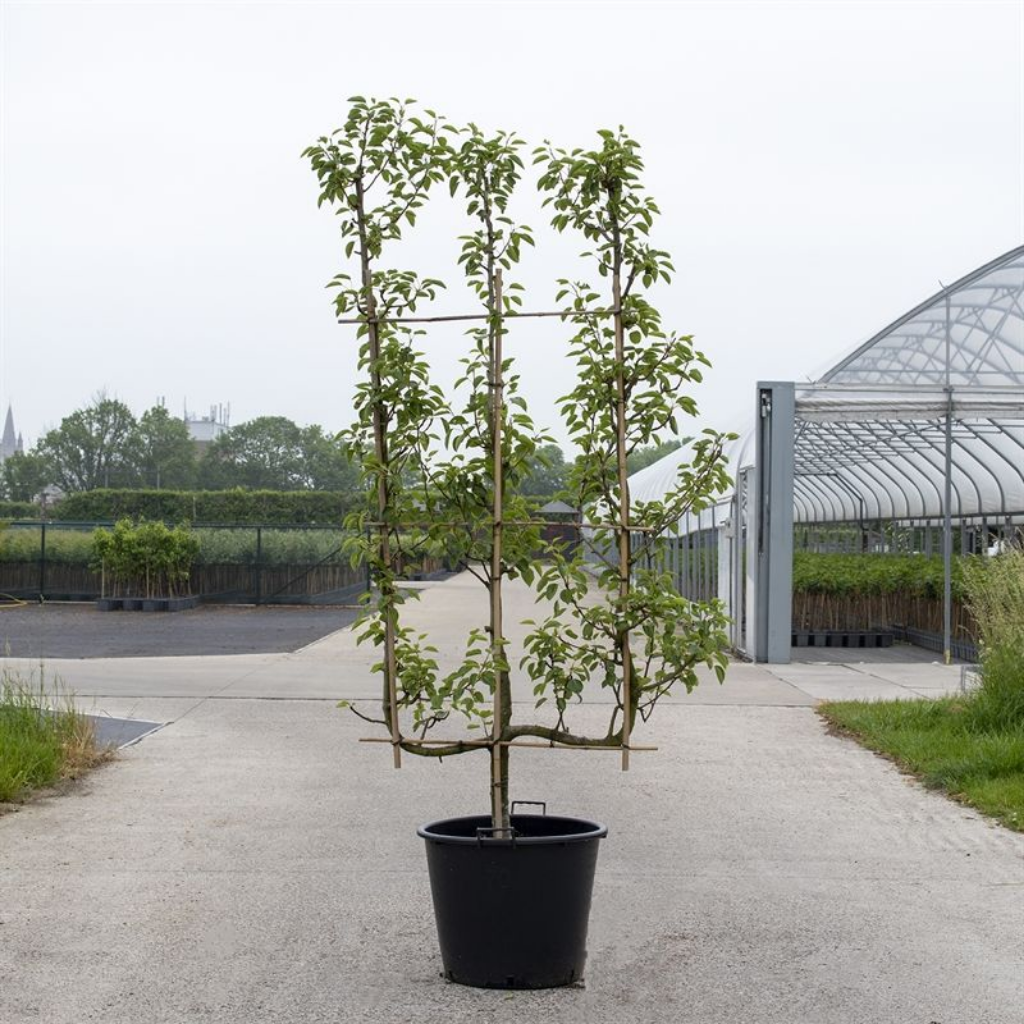 Peer (Pyrus comm. 3-arm) H 240 ø 45 cm