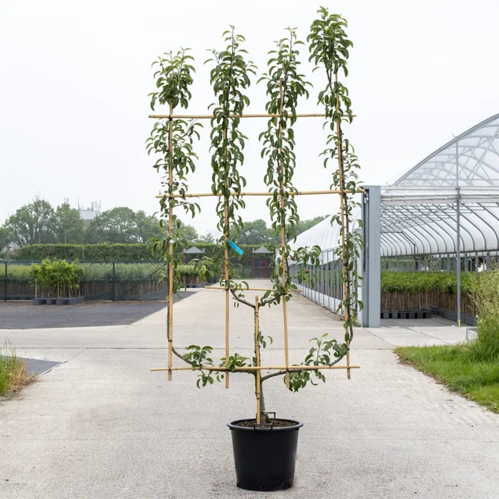 Peer (Pyrus comm. 4-arm) H 240 ø 45 cm