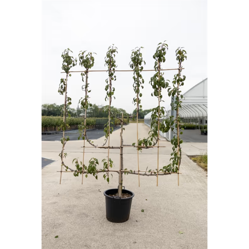 Peer (Pyrus comm. 6-arm) H 240 ø 45 cm