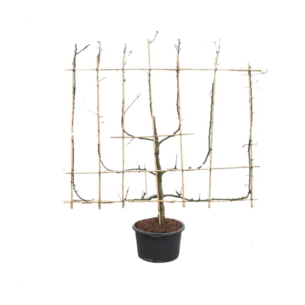 Peer (Pyrus comm. 7-arm) H 240 ø 45 cm