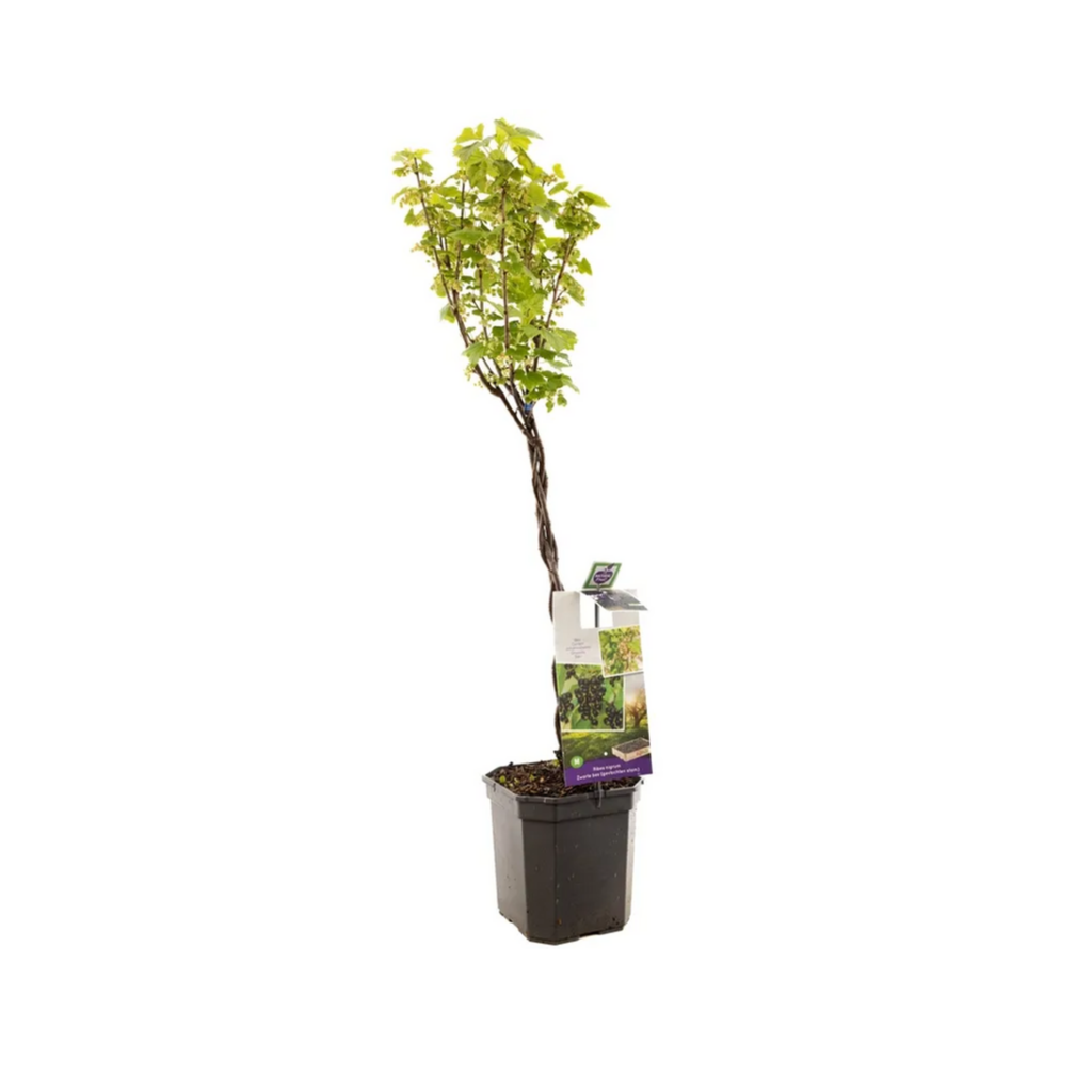 Zwarte bes (Ribes n. Zwarte Bes gevlochten stam) H 110 ø 24 cm