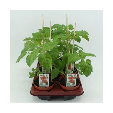 Mini pruimtomaat (Lycopersicon esculentum) BIO 12 cm pot