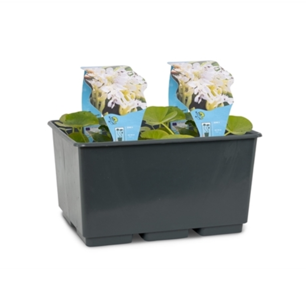 Kaapse lelie in 3L mand (Aponogeton Distachyos)