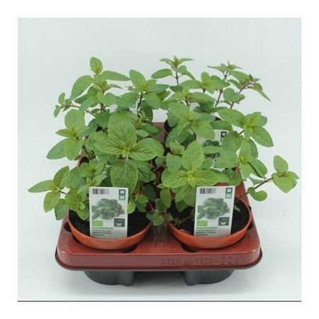 Chocolademunt (Mentha piperata 'Chocolate') BIO