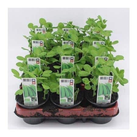 Peultjes (Sugar snaps) BIO