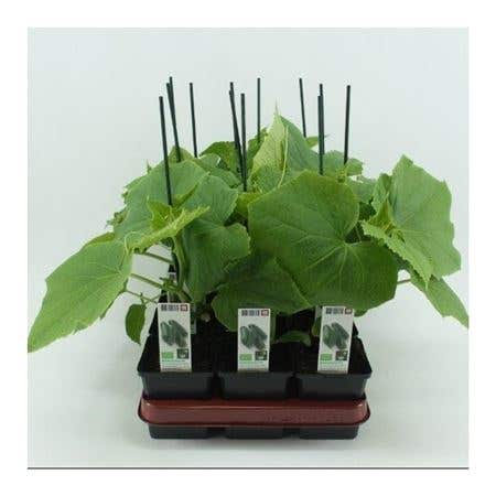 Snackkomkommer Geënte (Cucumis Sativus) BIO