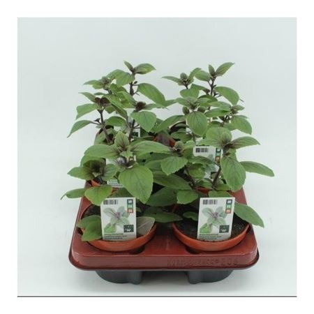 Basilicum "Magic Blue" (Ocimum basilicum) BIO