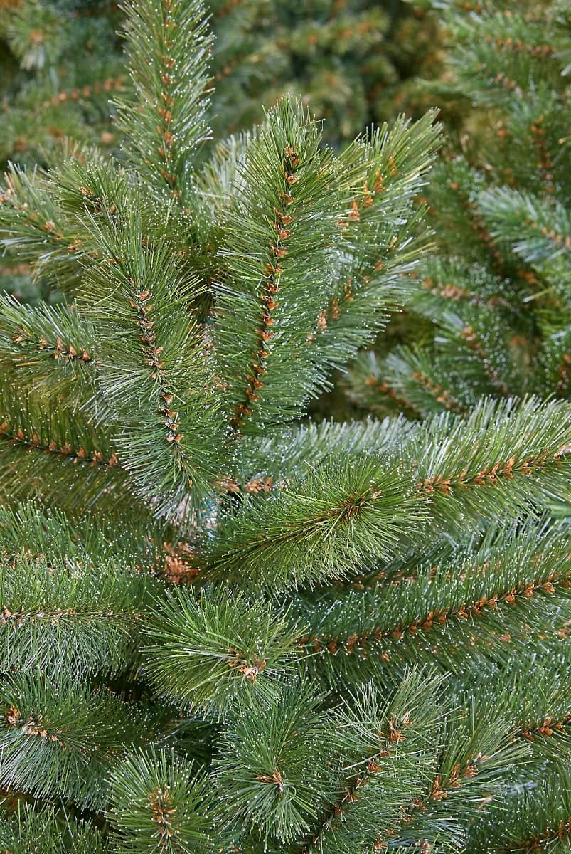 Triumph Tree Kunstkerstboom Forest Frosted Smal Groen 120 x 69 cm