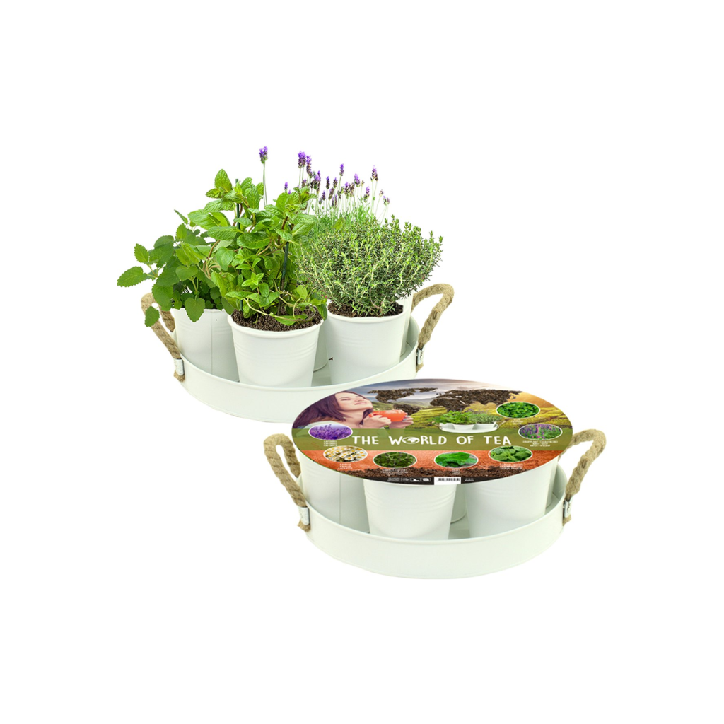 Herb Festival 7 potjes kruiden Wit