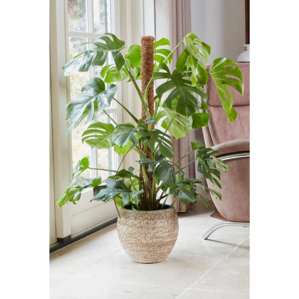 Kokosstok Plantenstok 90 x 3.8 cm
