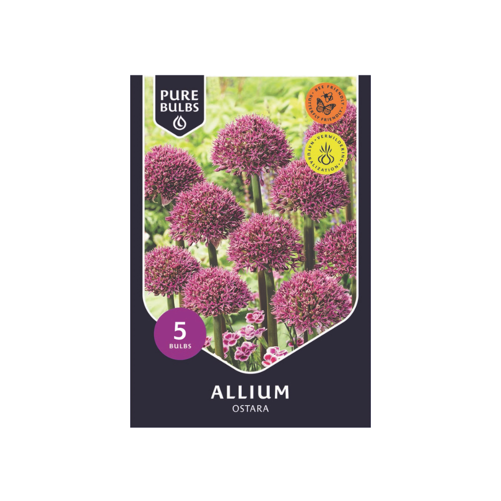 Pure Bulbs Allium Ostara 5 bollen
