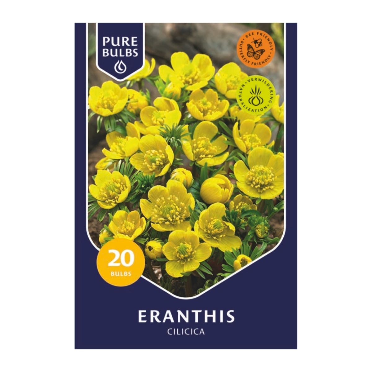 Pure Bulbs Bloembollen Winterakoniet (Eranthis 'Cilicica') 20 stuks