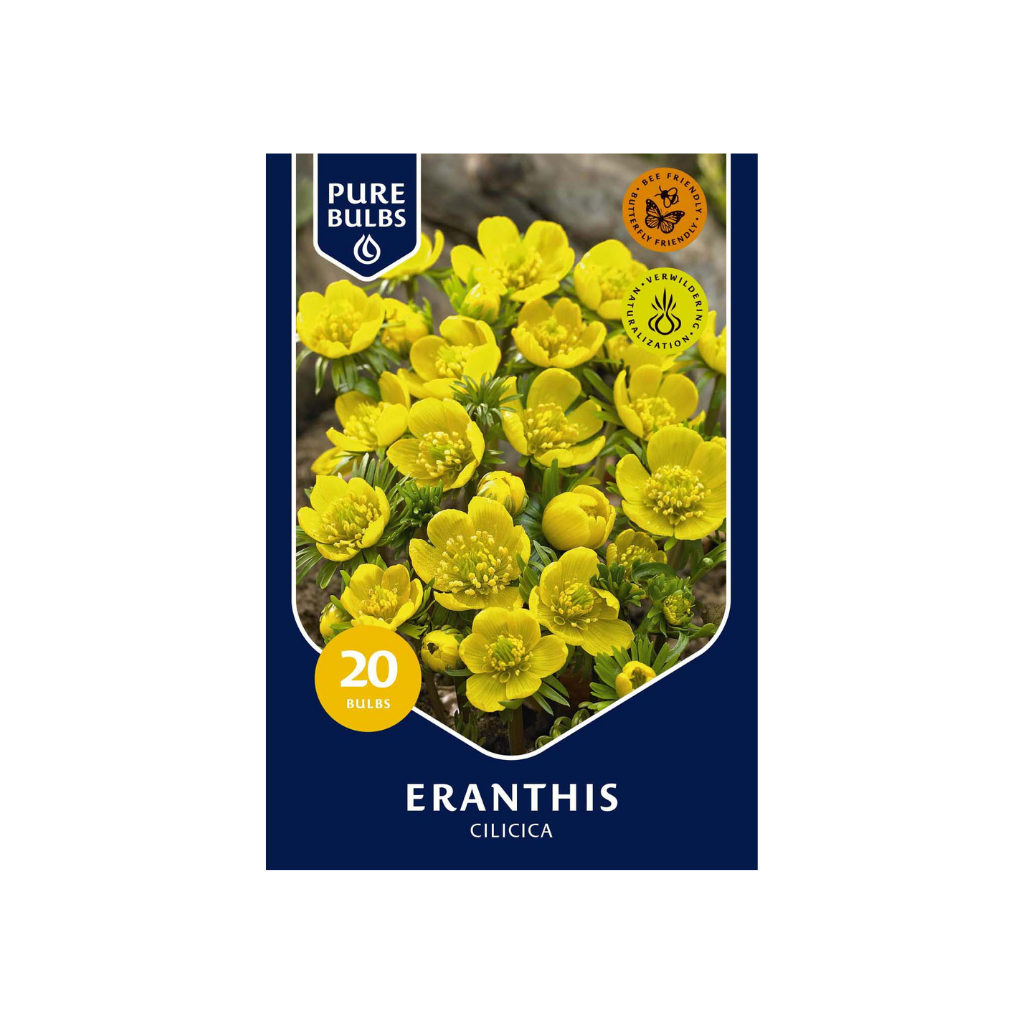 Pure Bulbs Eranthis Cilicica 25 bollen