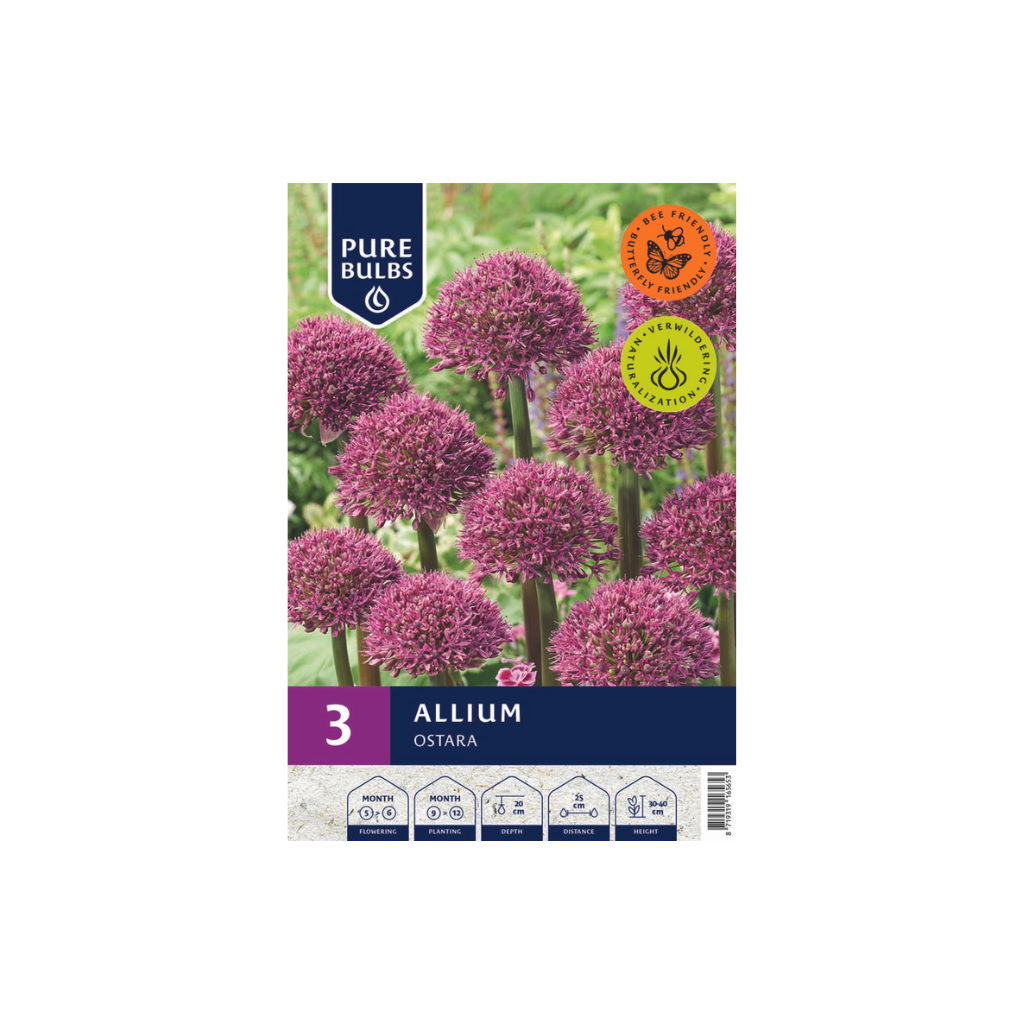 Pure Bulbs Allium Ostara 3 bollen