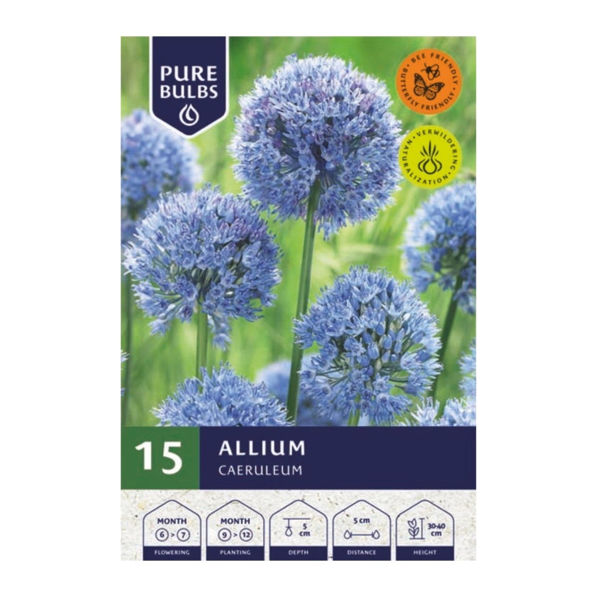 Pure Bulbs Bloembollen Sierui (Allium 'Caeruleum') 15 stuks