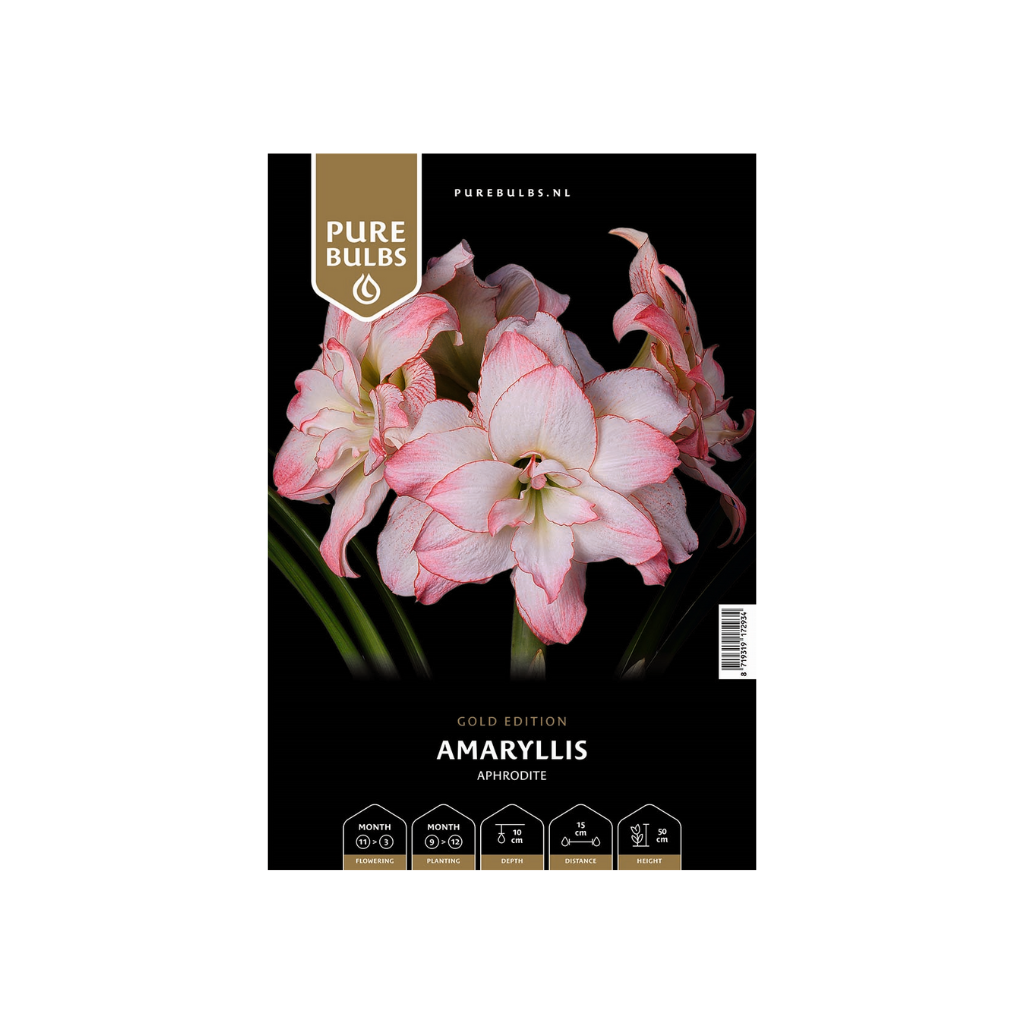 Pure Bulbs Amaryllis Aphrodite 1 bol