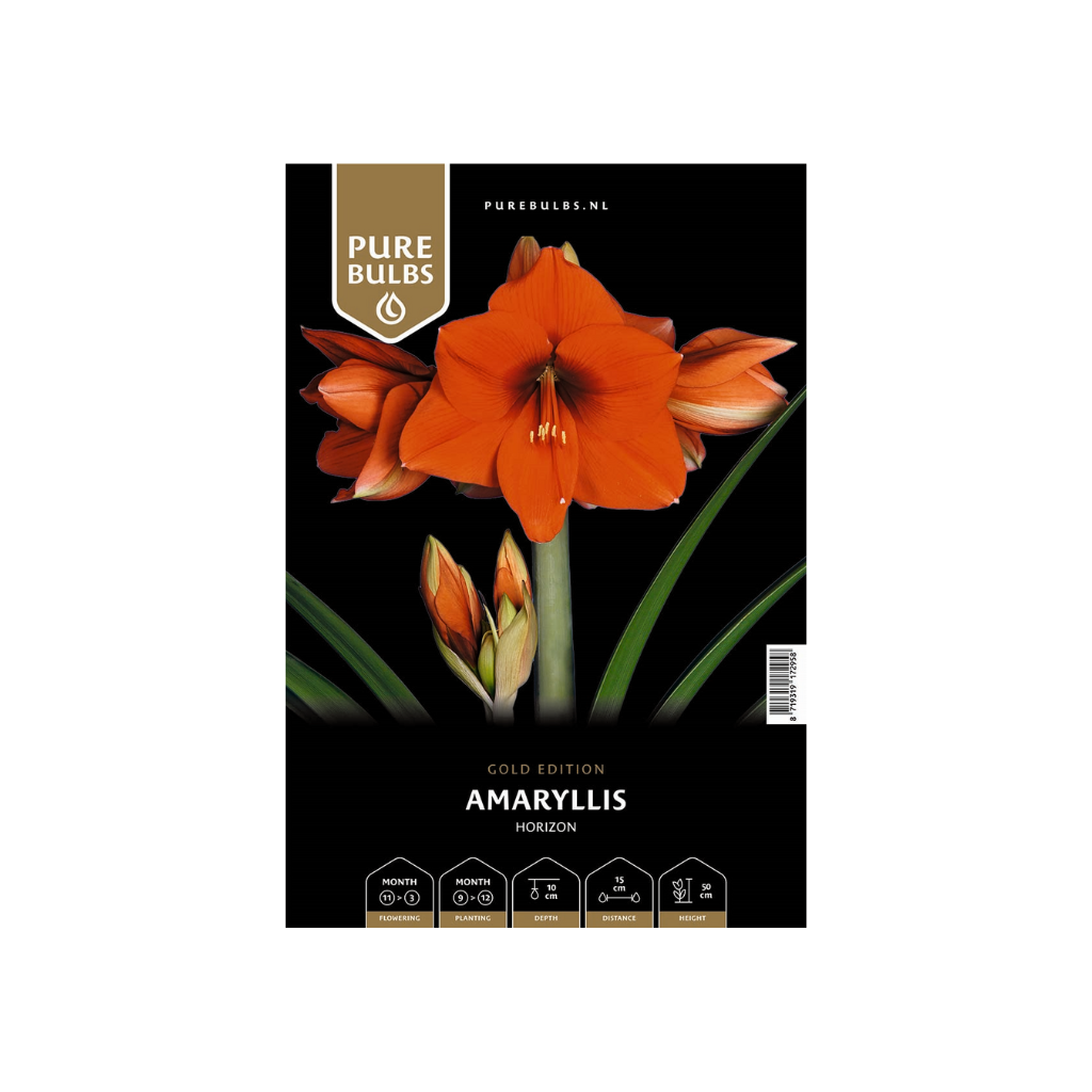 Pure Bulbs Amaryllis Horizon 1 bol