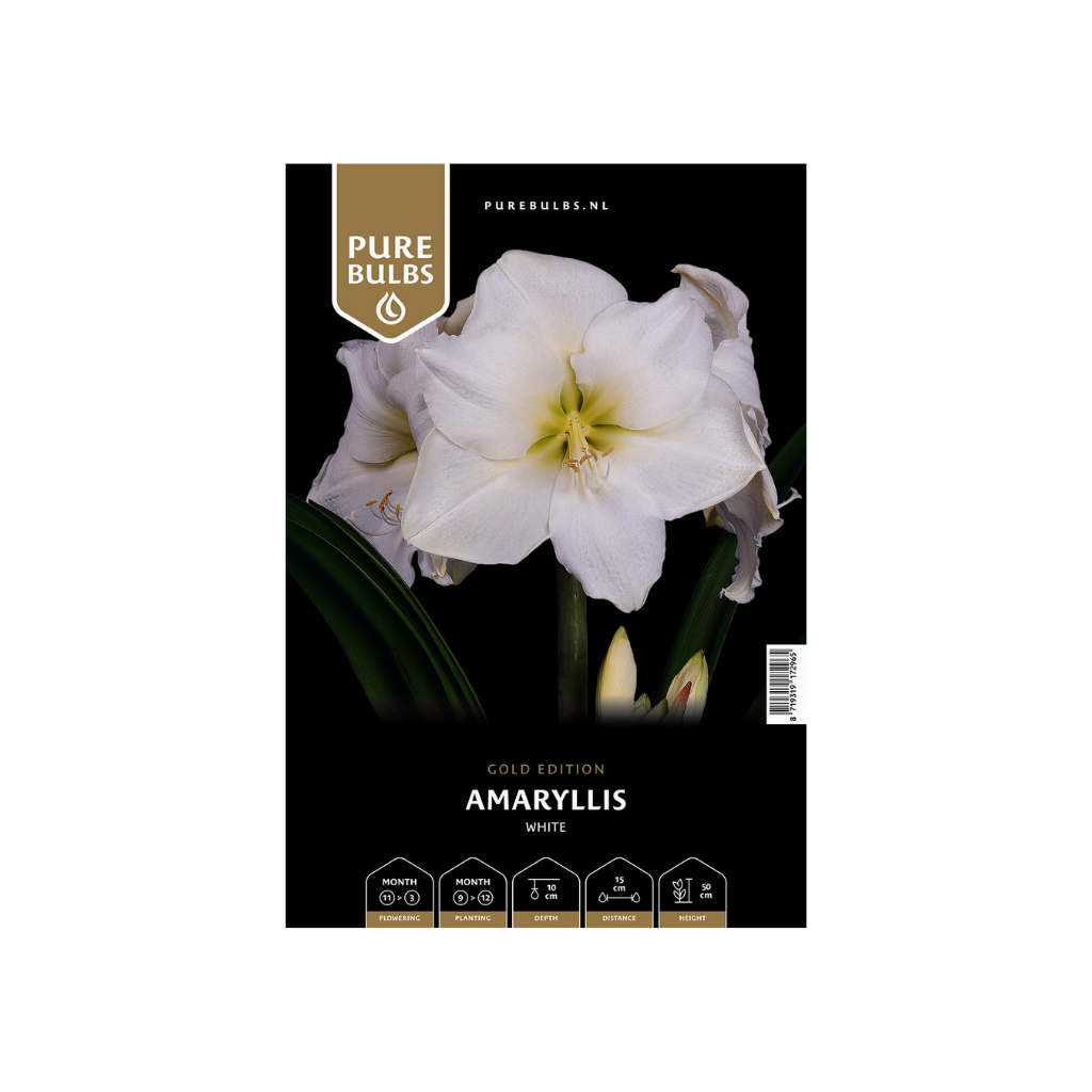 Pure Bulbs Amaryllis White 1 bol