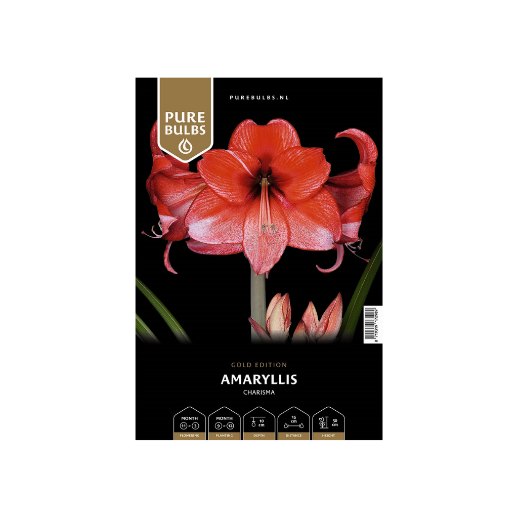 Pure Bulbs Amaryllis Charisma 1 bol