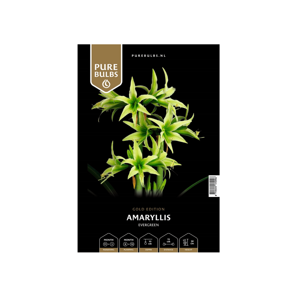 Pure Bulbs Amaryllis Evergreen 1 bol