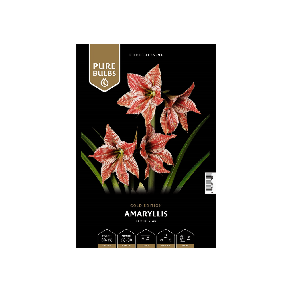 Pure Bulbs Amaryllis Exotic Star 1 bol