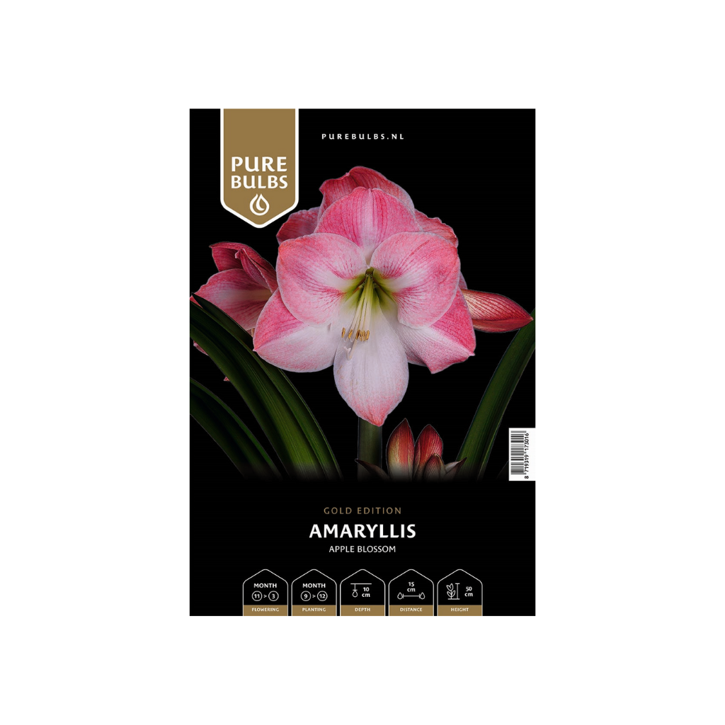 Pure Bulbs Amaryllis Apple Blossom 1 bol