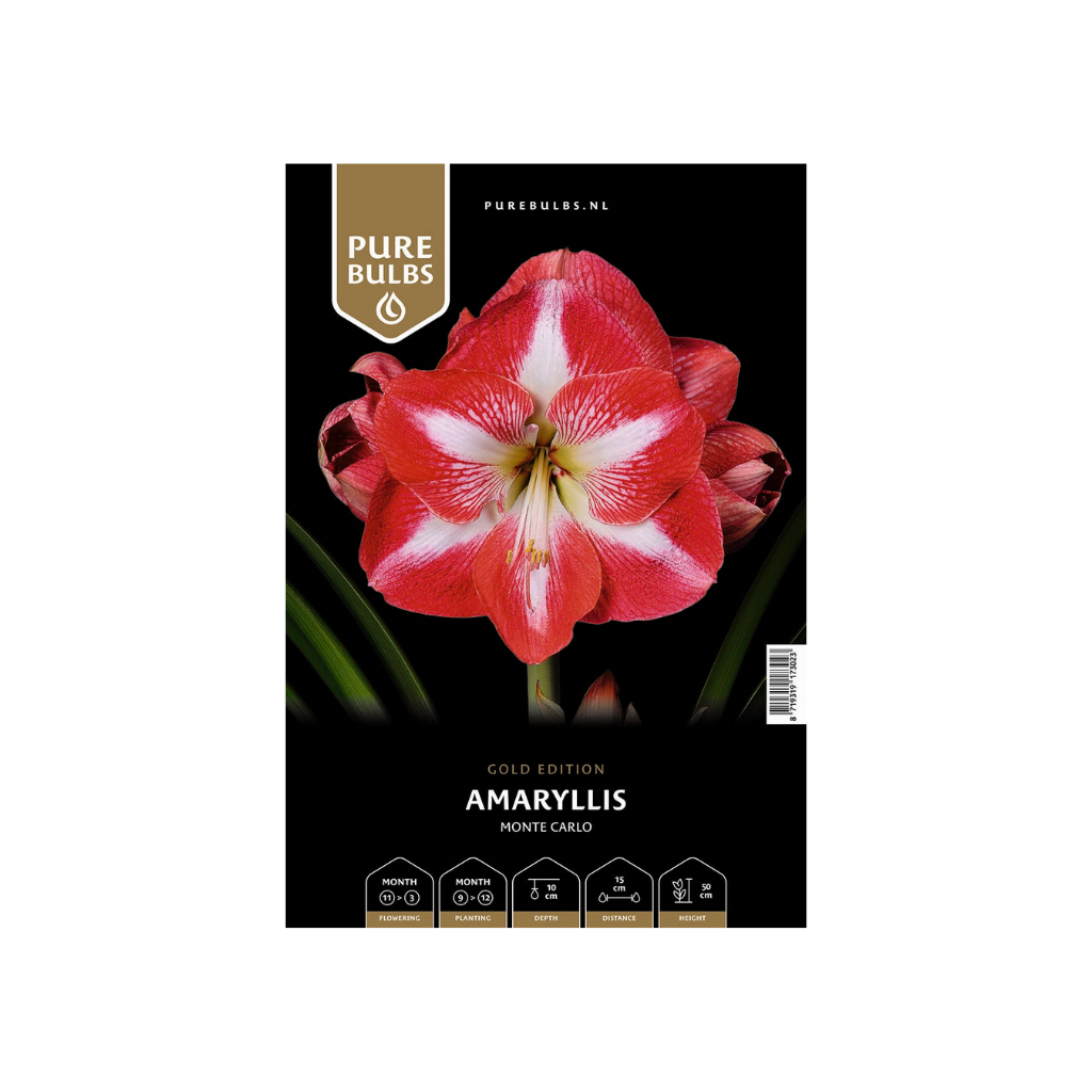 Pure Bulbs Amaryllis Monte Carlo 1 bol