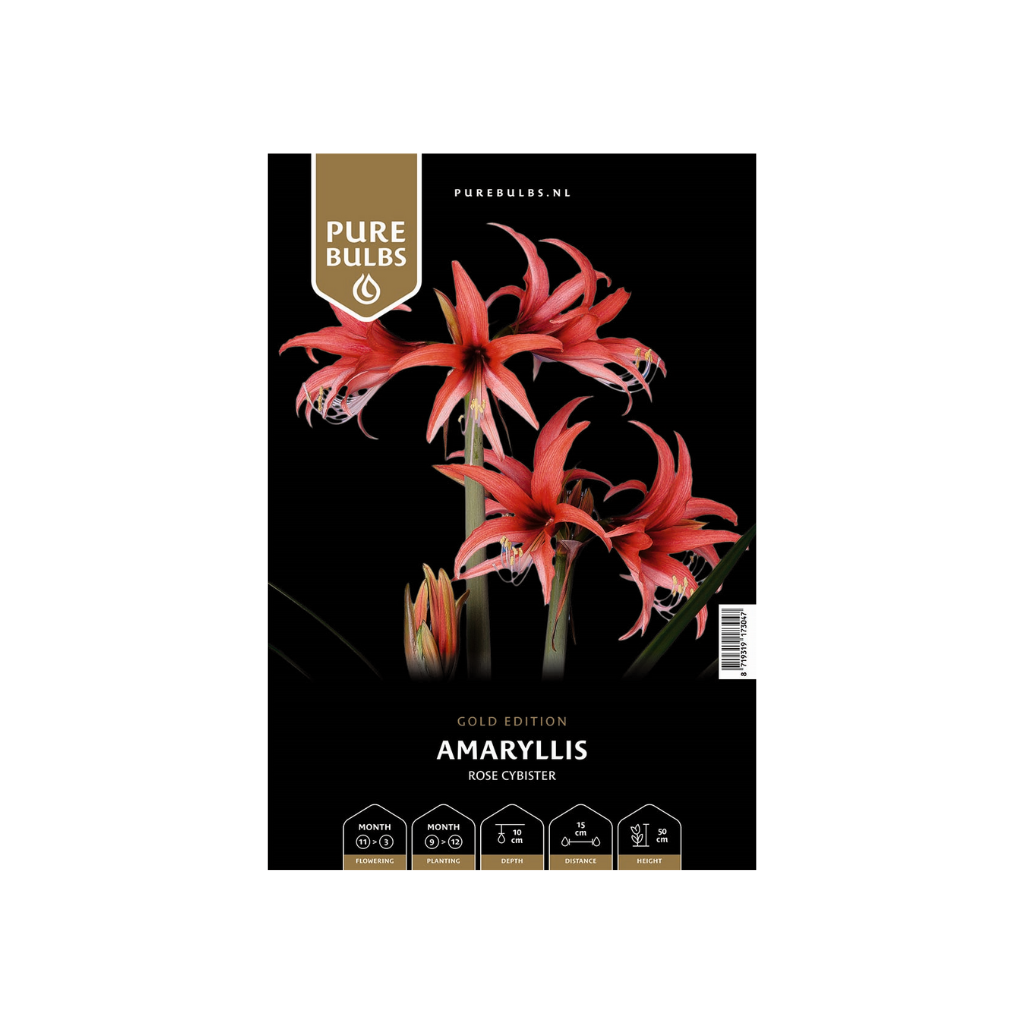 Pure Bulbs Amaryllis Rose Cybister 1 bol