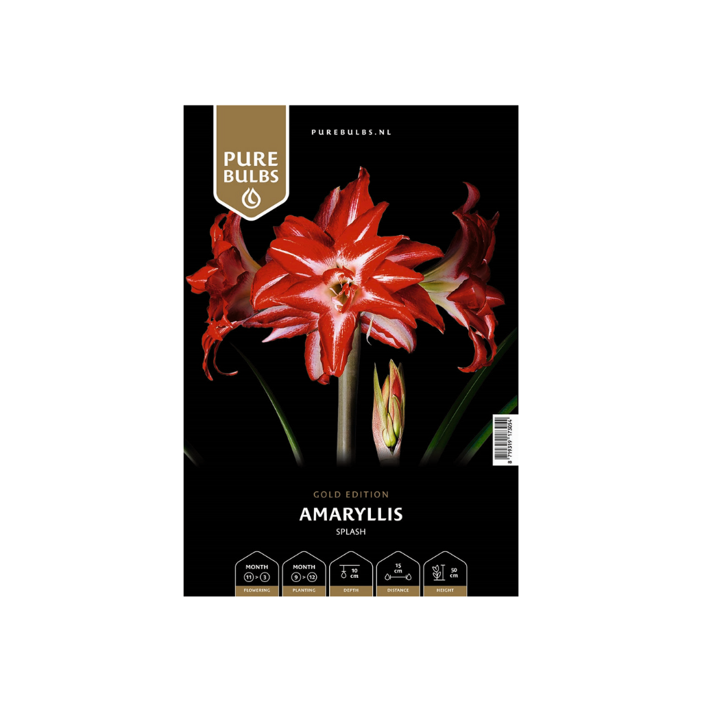 Pure Bulbs Amaryllis Splash 1 bol