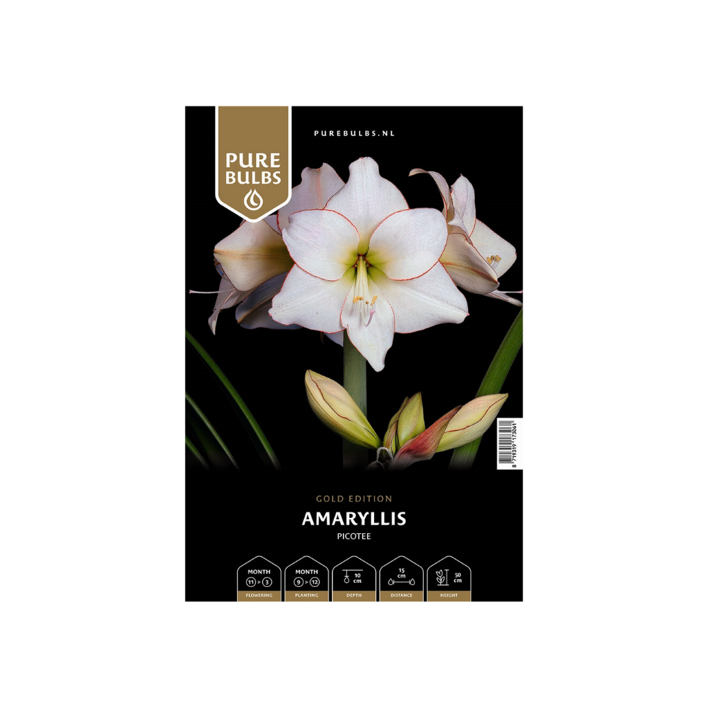 Pure Bulbs Amaryllis Picotee 1 bol