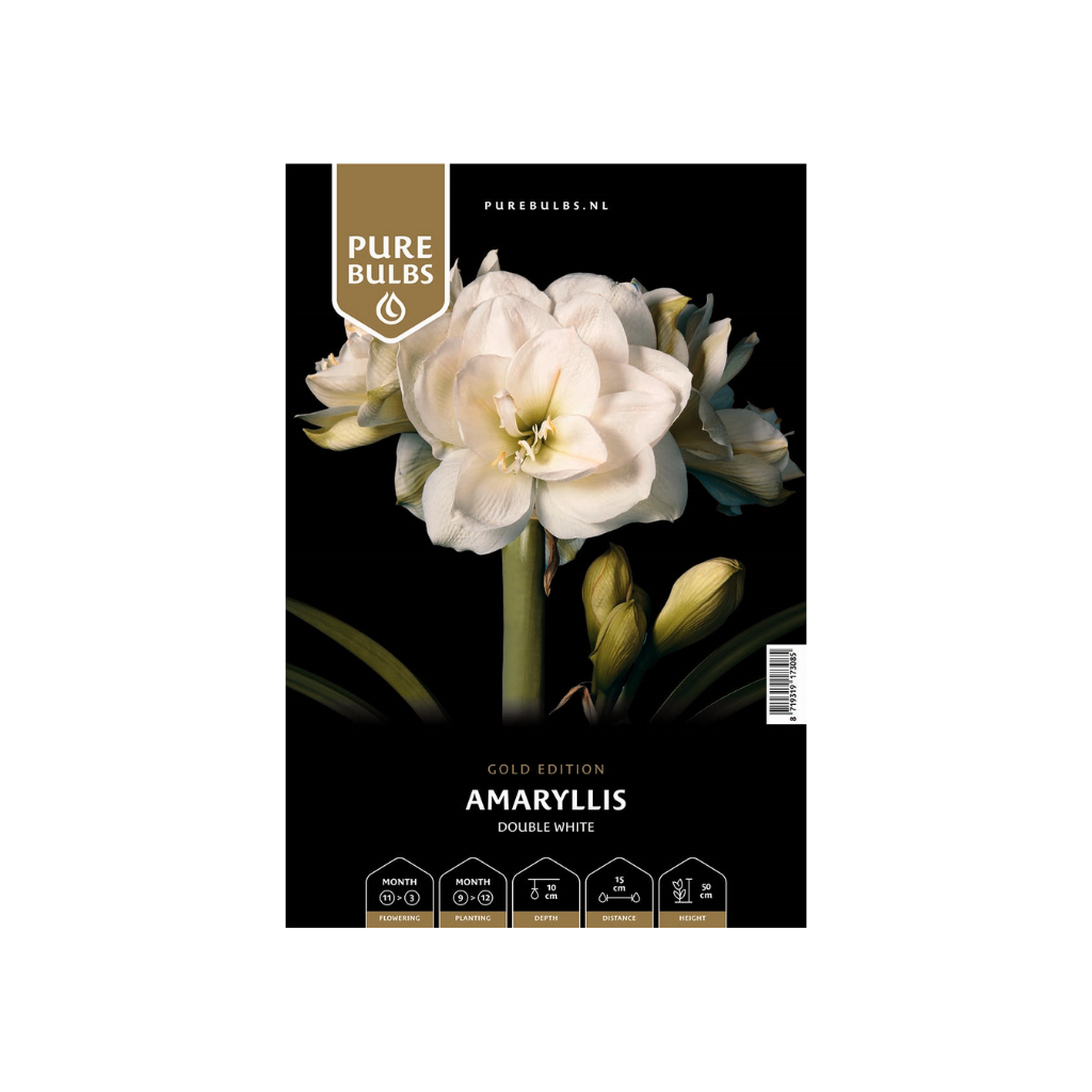 Pure Bulbs Amaryllis Double White 1 bol