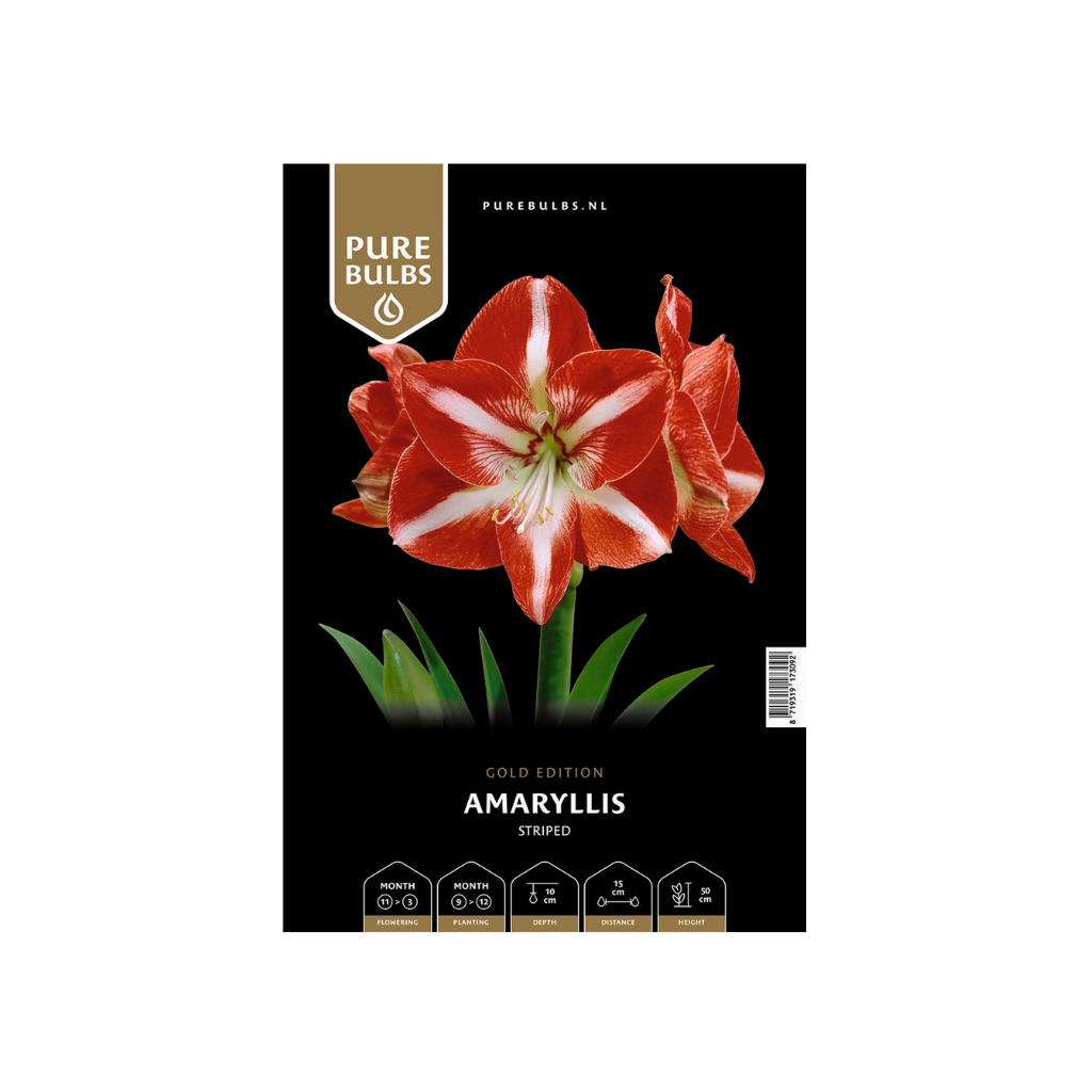 Pure Bulbs Amaryllis Striped 1 bol
