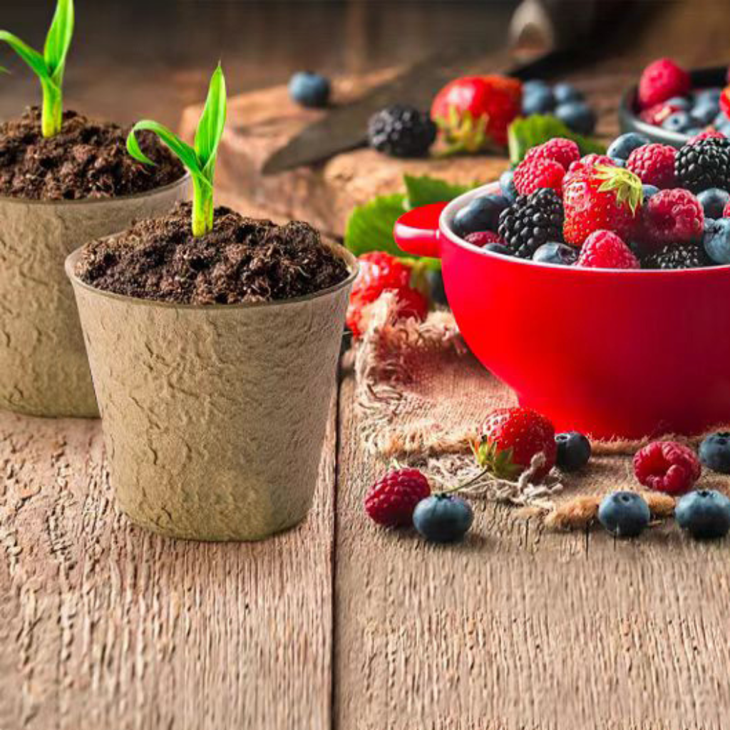 Kweekpotjes Bio 6 x 5.6 cm | 40 stuks