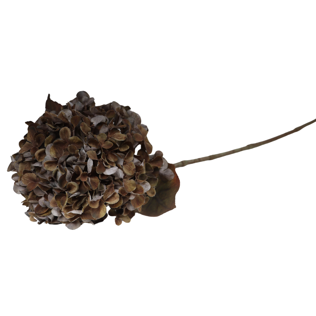 Hortensia bruin 65 cm