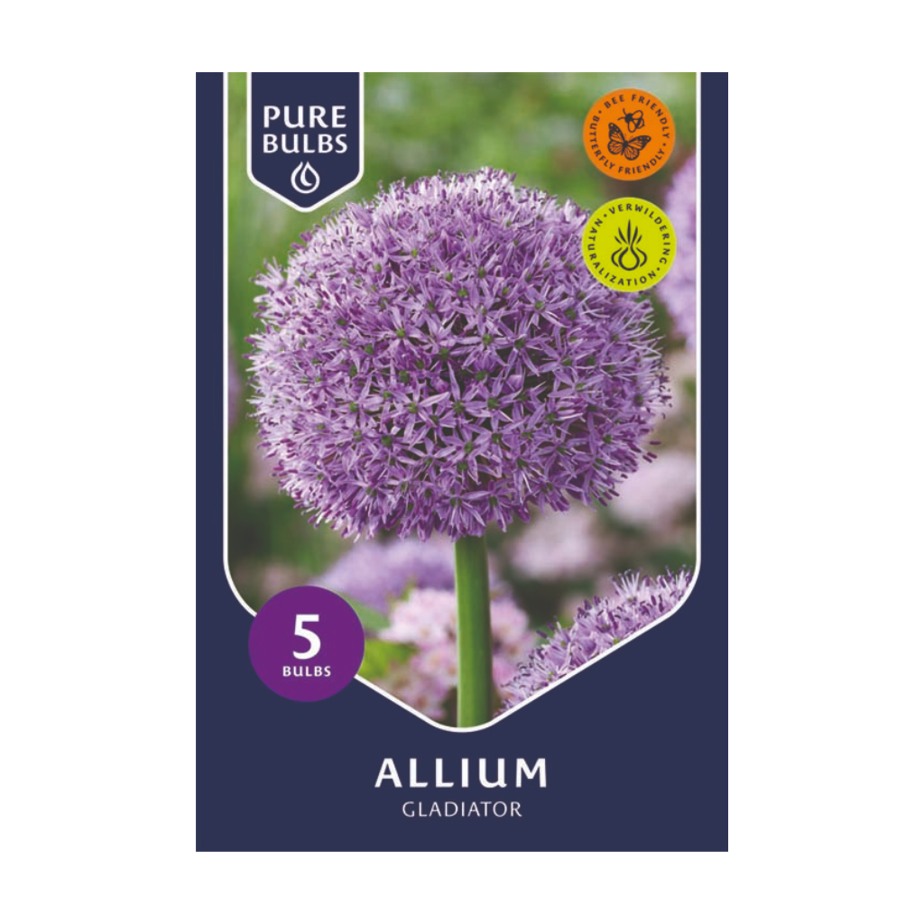 Pure Bulbs Allium Gladiator 5 bollen