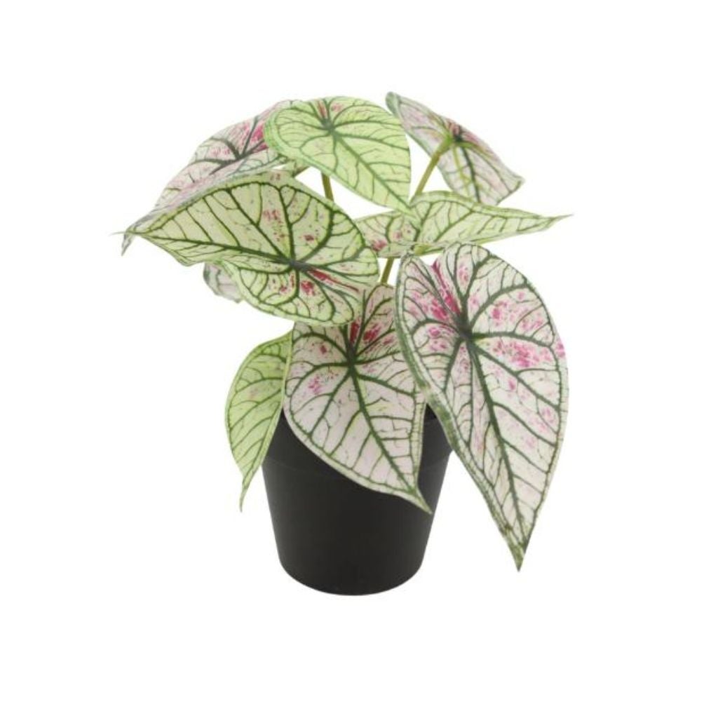 Kunstplant Syngonium wit 20 cm