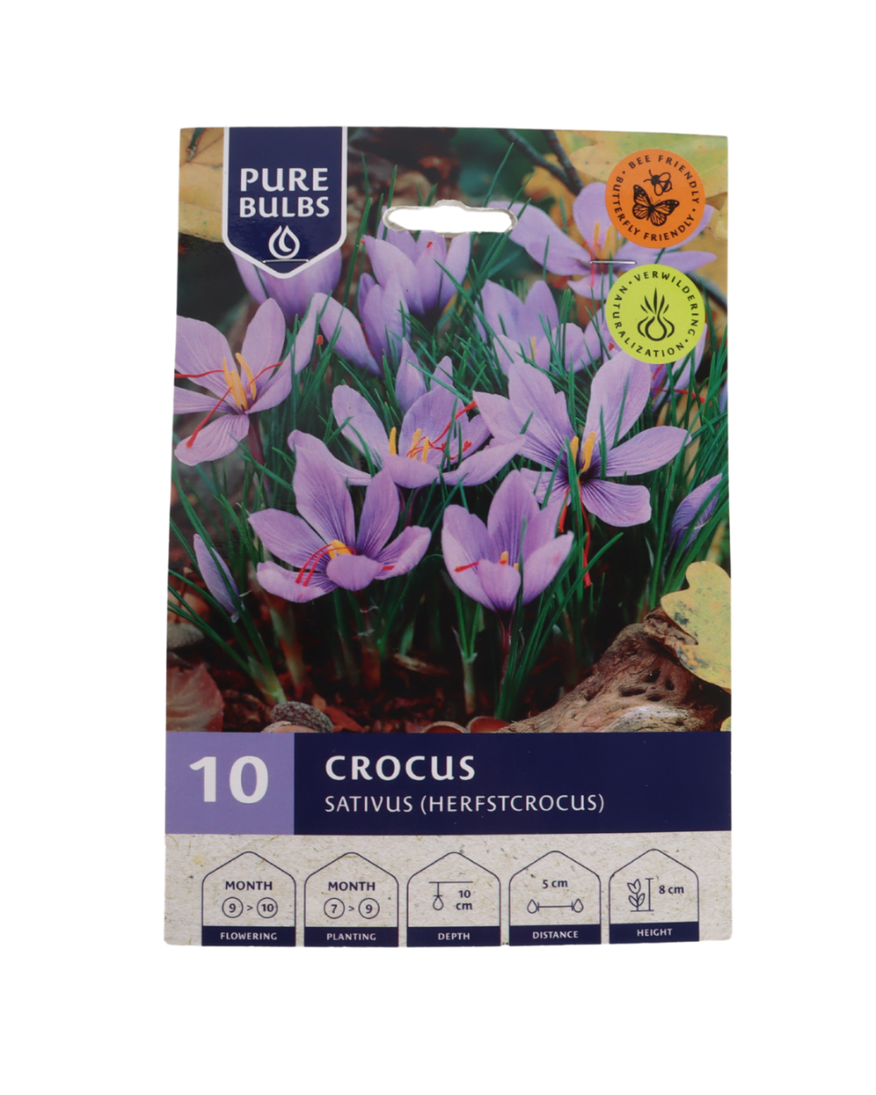 Pure Bulbs Crocus Sativus (Safraan krokus) 10 bollen