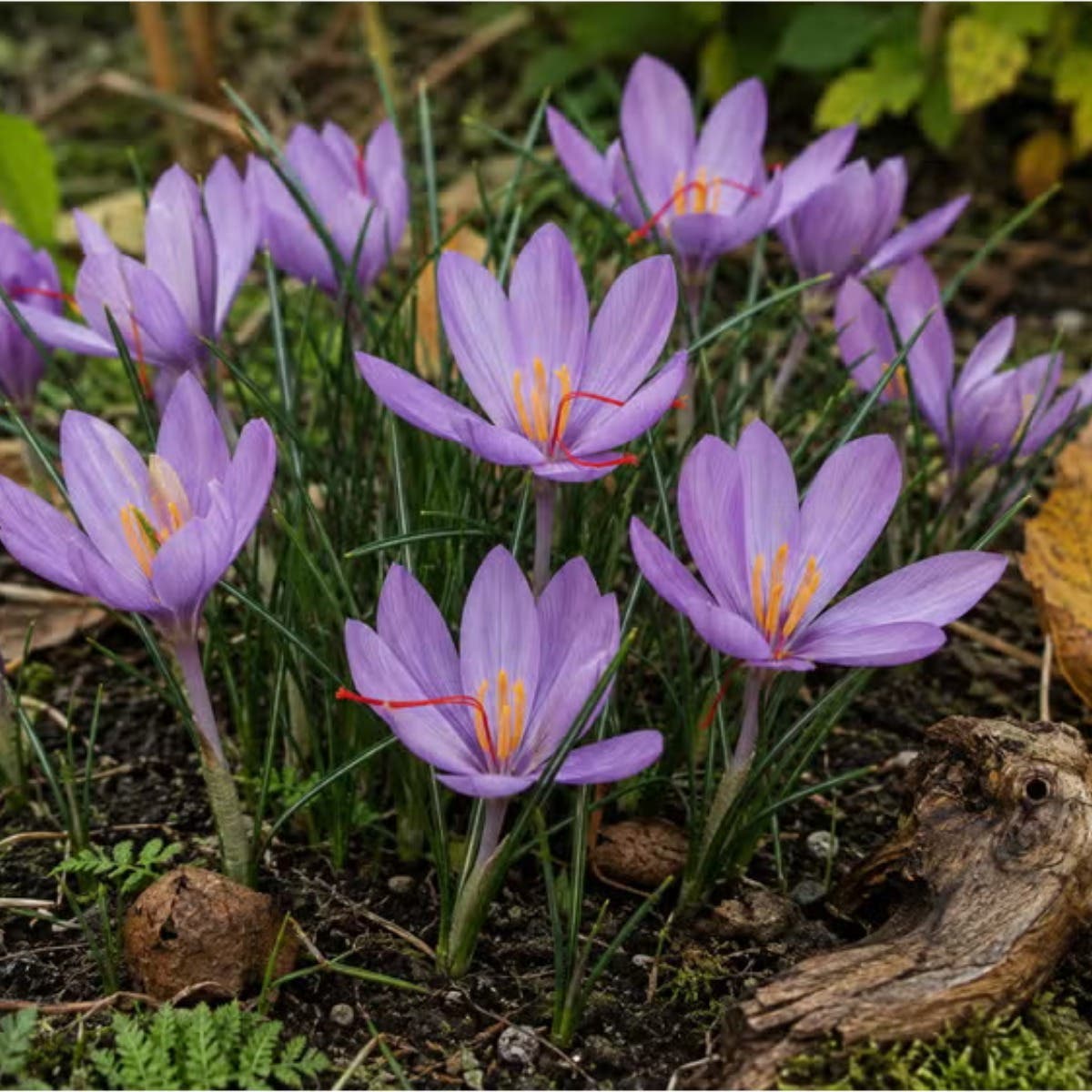 Pure Bulbs Bloembollen Krokus (Crocus 'Sativus') 10 stuks