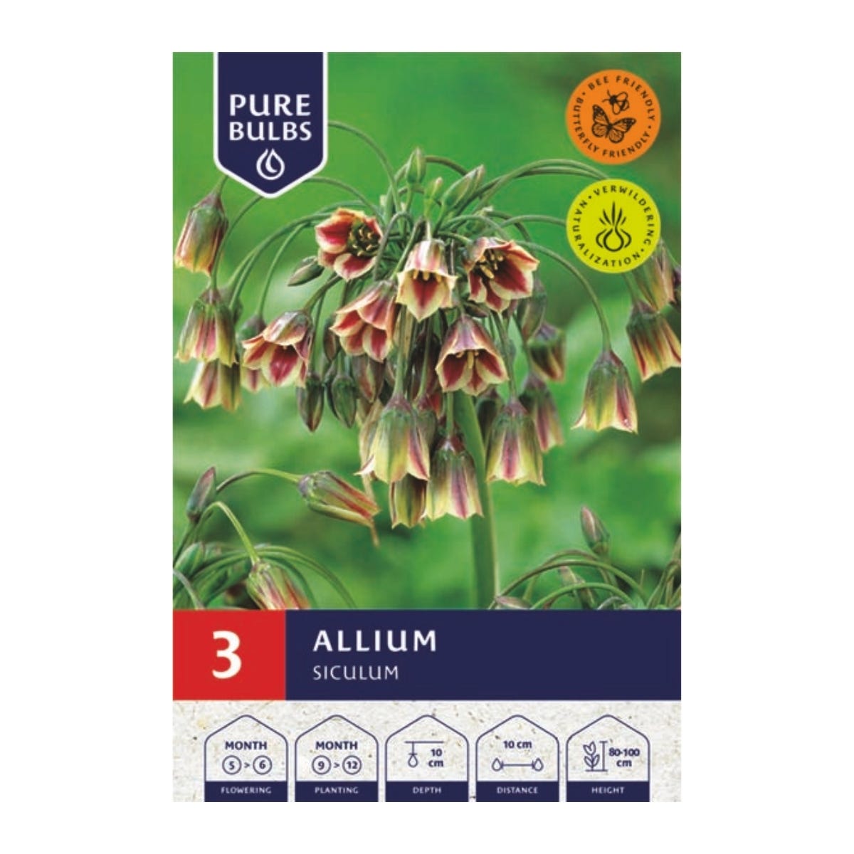 Pure Bulbs Bloembollen Sierui (Allium 'Siculum') 3 stuks
